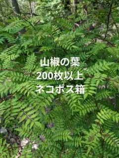 2026年最新】山椒 葉の人気アイテム - メルカリ