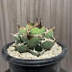 2026年最新】阿修羅 アガベの人気アイテム - メルカリ