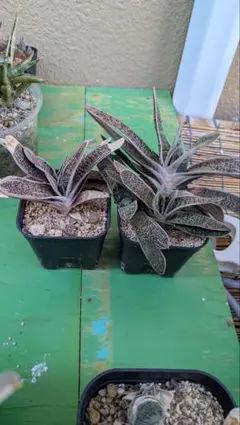 ガステリア ドラゴンスキン　子株ランダム1つ 多肉植物 観葉植物のサムネイル