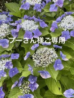 Item thumbnail for item 7c48389b-53b8-4ec0-b529-3b2596649001