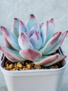 リンゼアナ(中里×二瓶)札付きポットごとメルカリ便simijimiさん苗 simijimiさん苗 リンゼアナ(中里×二瓶)札付きポットごとメルカリ