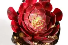 コーニッシュトリビュート アエオニウム 抜き苗 多肉植物 - メルカリ
