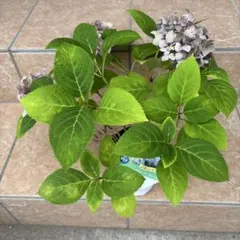 紫陽花サマーメドレー　ペールシャボン①のサムネイル