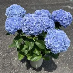 超特価！響 紫陽花 アジサイ ハイドランジア 苗 苗木 5号鉢 花10輪