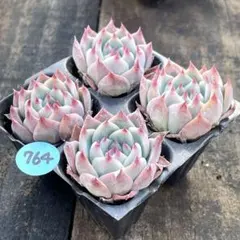 ロンドンロンドン 様専用❗️764多肉植物　チワワ　抜き苗　寄せ植え　4苗セット❣️