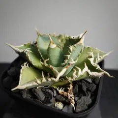 みずき様 リクエスト 3点 まとめ商品