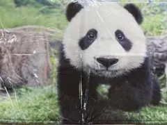 可愛いパンダ(実写版)の室内用玄関マット
