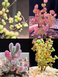 ちゃっぴー様 リクエスト 3点 まとめ商品