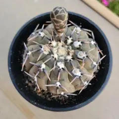 2025年最新】黒棘鳳頭の人気アイテム - メルカリ