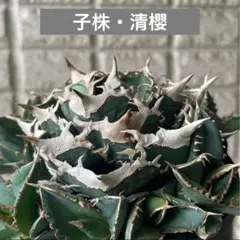 2025年最新】清櫻 アガベの人気アイテム - メルカリ