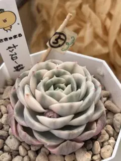 ななてて様 リクエスト 2点 まとめ商品　オンスロー、スノーボール