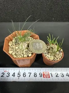 充実株！【オーニソガラム2種類セット】　お得な多肉セット