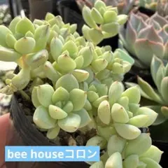 2025年最新】bee house 多肉の人気アイテム - メルカリ