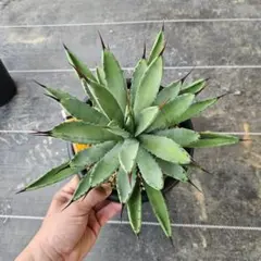 agave アガベ マクロアカンサ 八荒殿