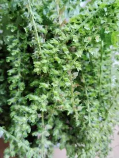 長野県産無農薬　花山椒　125g ラスト 長野県産無農薬 花山椒 125g ラスト - メルカリ