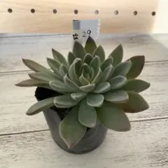 綾鷹様 リクエスト 3点 まとめ商品