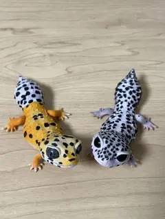 2種セット　レオパードゲッコー　いきもの大図鑑レプティ　生き物　ガチャ