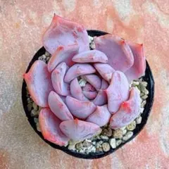 2026年最新】パクさん苗の人気アイテム - メルカリ