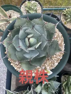 2026年最新】アガベローズの人気アイテム - メルカリ