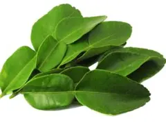 レモンの葉っぱ　150枚＝1200円