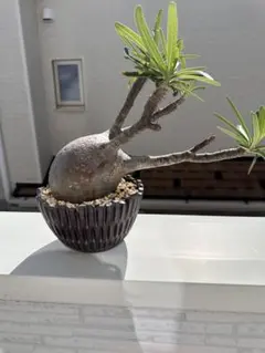 25/6/7出品　パキポディウムグラキリス(現地球) humanity(鉢込) パキポディウム グラキリス 現地球 | hanayoshi-botanical