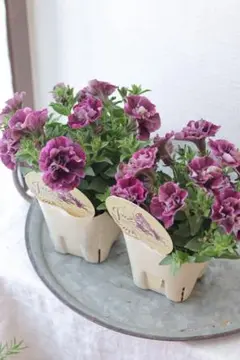 ペチュニア♡白妙♡万葉の美♡3.5号♡2個セット♡メルカリ便 - メルカリ