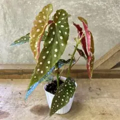 Top【選抜株】多肉植物 23965マディバ 20個 鉢無し/脱土 - メルカリ