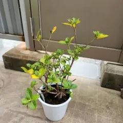 ヌマタクチナシ 白鉢のサムネイル