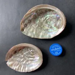 アワビ貝殻  アクセサリー入れ