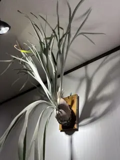 2025年最新】レモイネイの人気アイテム - メルカリ