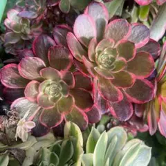 多肉植物。 花蝴蝶法師錦カット苗1頭 - メルカリ