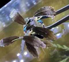 2025年最新】ブセファランドラspの人気アイテム - メルカリ