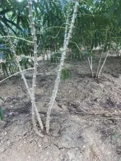 くまけん様 リクエスト 2点 まとめ商品