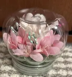 可愛い♪ネモフィラ&しまえなが 陶器植え アメリカンフラワー ディップ