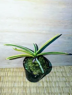 【至宝の逸品】富貴蘭　赤兎（7本寄せ大株立ち） 至宝の逸品】富貴蘭 赤兎（7本寄せ大株立ち） - メルカリ