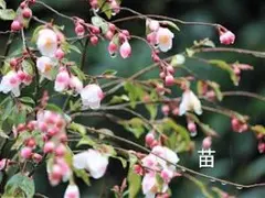 椿　エリナカスケード　2苗で割引中のサムネイル