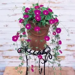 メリハリばあちゃん様 リクエスト 2点 まとめ商品