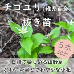 山野草◆チゴユリ 抜き苗 5本 稚児百合 日陰を好む シェードガーデンにのサムネイル