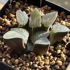 2025年最新】ハオルチア コレクタ錦の人気アイテム - メルカリ