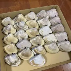 はまぐりの貝殻　大きめ（約８〜９cm）26対