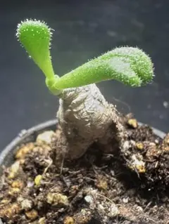 2025年最新】ビカクシダ の人気アイテム - メルカリ