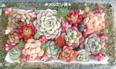 【メルカリ便】エケベリア寄せ植え 多肉弁当 レア品種サンゴジュ錦入り‼️