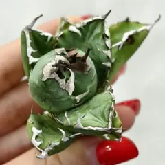 2026年最新】大白鯊の人気アイテム - メルカリ