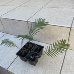 2025年最新】ソテツの葉の人気アイテム - メルカリ