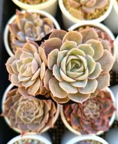 2026年最新】オウンスローの人気アイテム - メルカリ