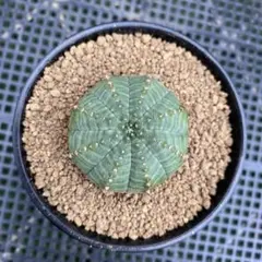 BARREAL（断捨離中）様 リクエスト 3点 まとめ商品