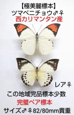 国内産蝶標本☆クモマツマキチョウペア☆長野県大町市産☆♂異常型型