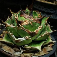 2025年最新】他のアガベの人気アイテム - メルカリ