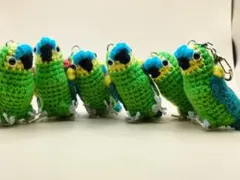 コン様専用　アオボウシインコ1羽