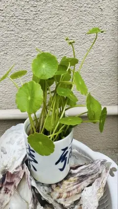 ウォーターコイン1ポット抜き苗　無農薬　メダカ水槽にのサムネイル